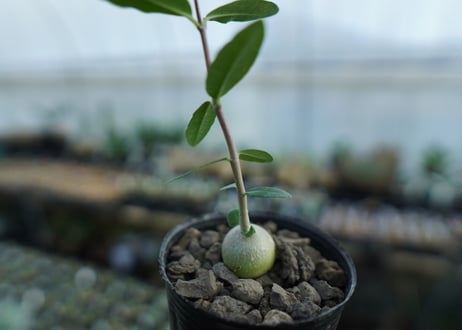 フォッケア　エデュリス　Fockea edulis　No.2