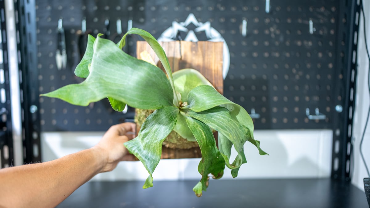 親株ビカクシダヒリー雷神P.hillii Raijin