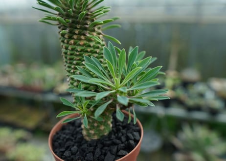 ユーフォルビア　ソテツキリン "パイナップルコーン"　Euphorbia sotetsukirin  No.2