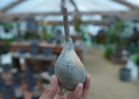 【抜き苗】パキポディウム　グラキリス　 Pachypodium Gracilius  No.6