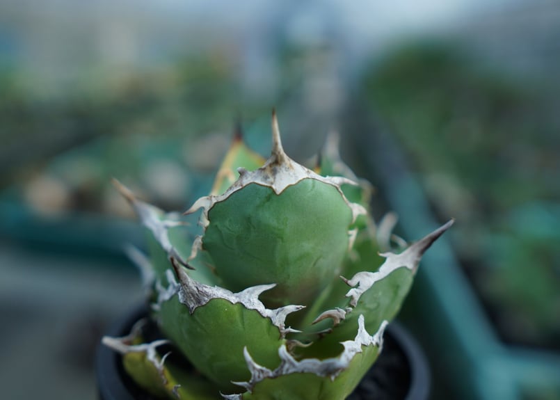 アガベ チタノタ FO-76 agave titanota FO-76 No.3 | man