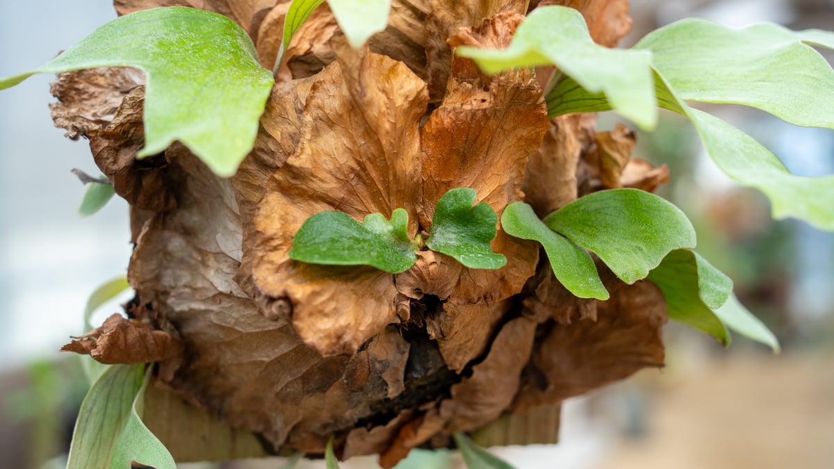 ビカクシダ | mana's farm:塊根植物・アガベ・ドライガーデン植物販売