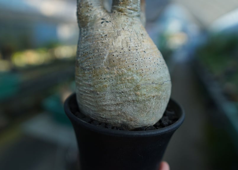 パキポディウム グラキリス Pachypodium Gracilius No.5 | ma