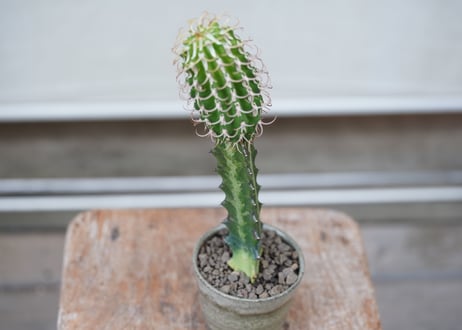 Euphorbia columnaris
