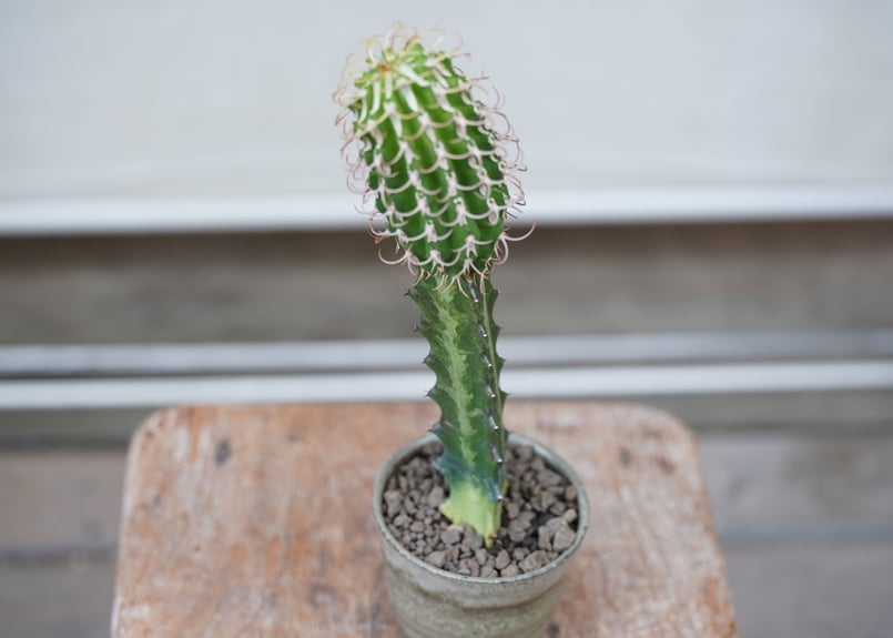 Euphorbia columnaris | mana's farm:塊根植物・アガベ・ドライ