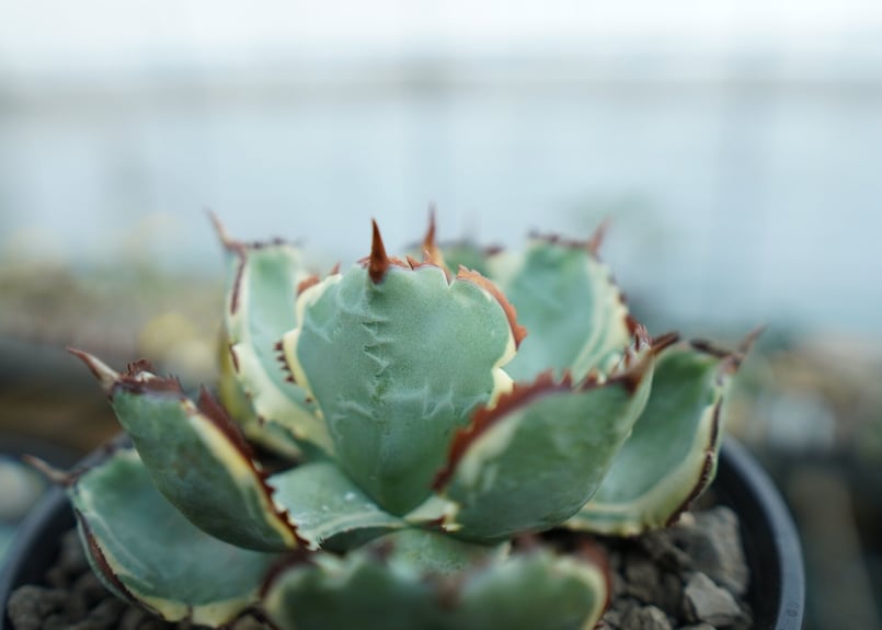 アガベ 兜蟹錦 連棘 Agave isthmensis “Kabutogani” varieg