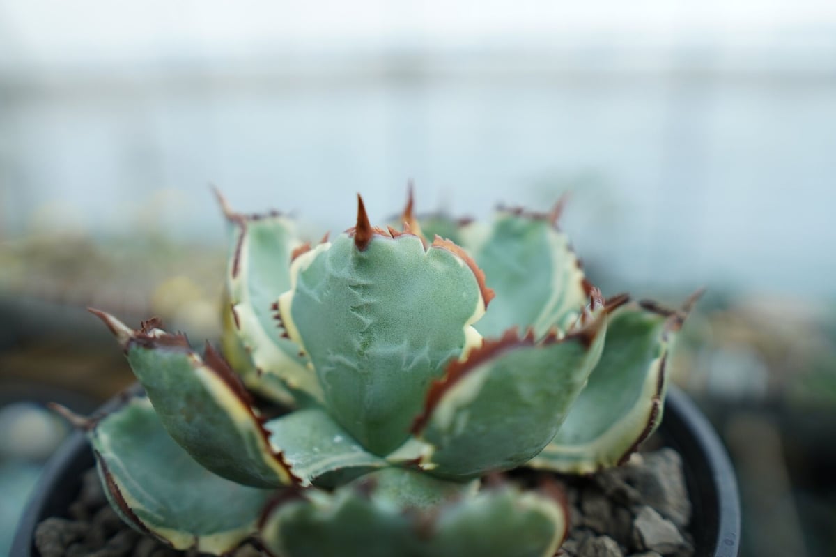 アガベ 兜蟹錦 連棘 Agave isthmensis “Kabutogani” varieg