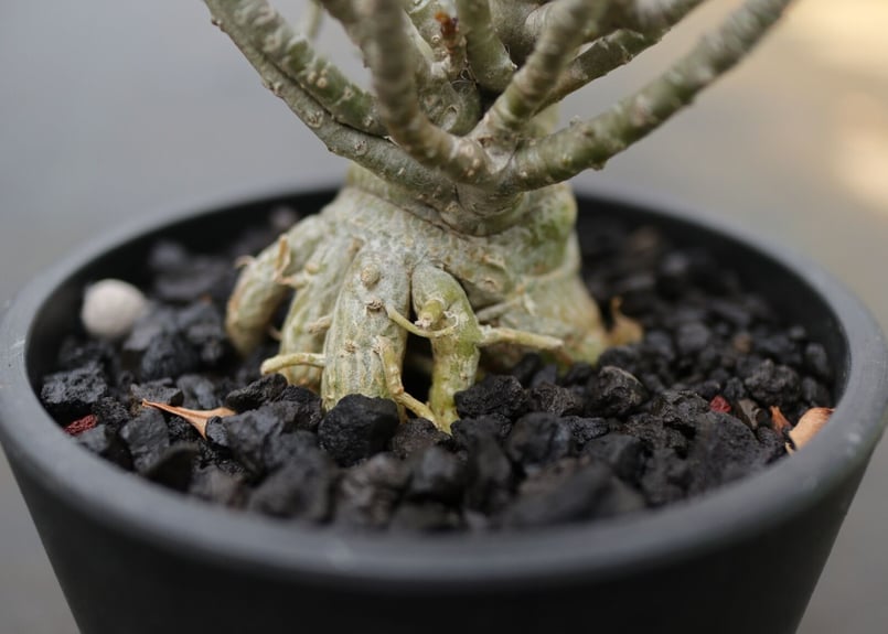 アデニウム モンスト 《2》 | mana's farm:塊根植物・アガベ・ドライ