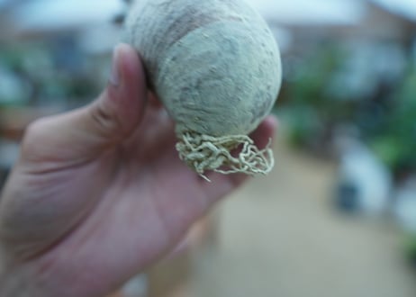 【抜き苗】パキポディウム　グラキリス　 Pachypodium Gracilius  No.9