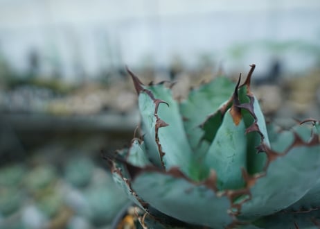 アガベ　チタノタ　 ブラックアンドブルー 　Agave titanota black and blue　NO.9