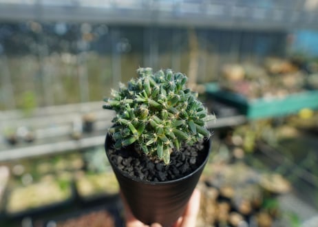 トリコディアデマ　デンサム　Trichodiadema densum  No.4
