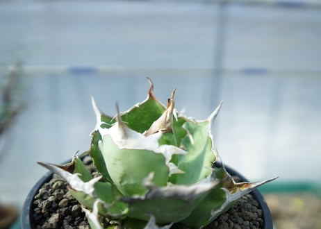 アガベ　チタノタ　獅子光　agave titanota　lion light