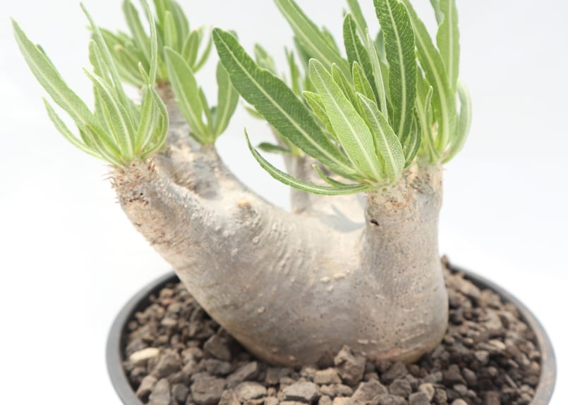 パキポディウム イノピナツム | mana's farm:塊根植物・アガベ