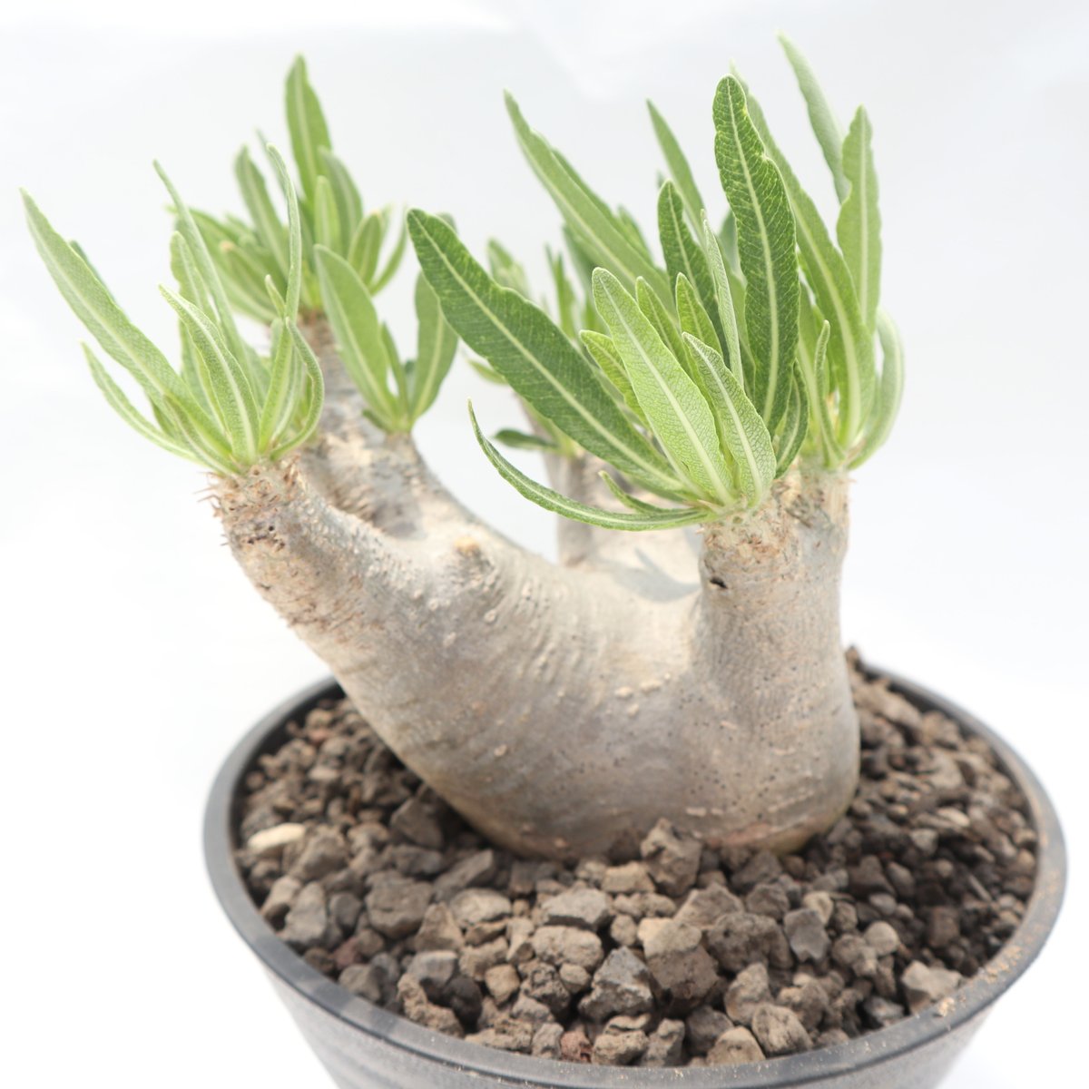 パキポディウム イノピナツム | mana's farm:塊根植物・アガベ・ドライ