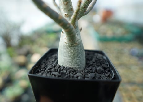 アデニウム　Adenium　No.6