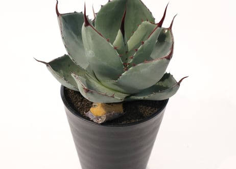 アガベ　パリー　トランカータ　Agave parryi truncata huntington  no.3