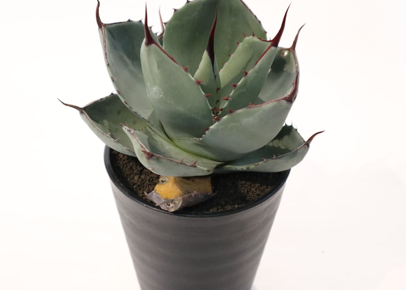 アガベ パリー トランカータ Agave parryi truncata huntington...