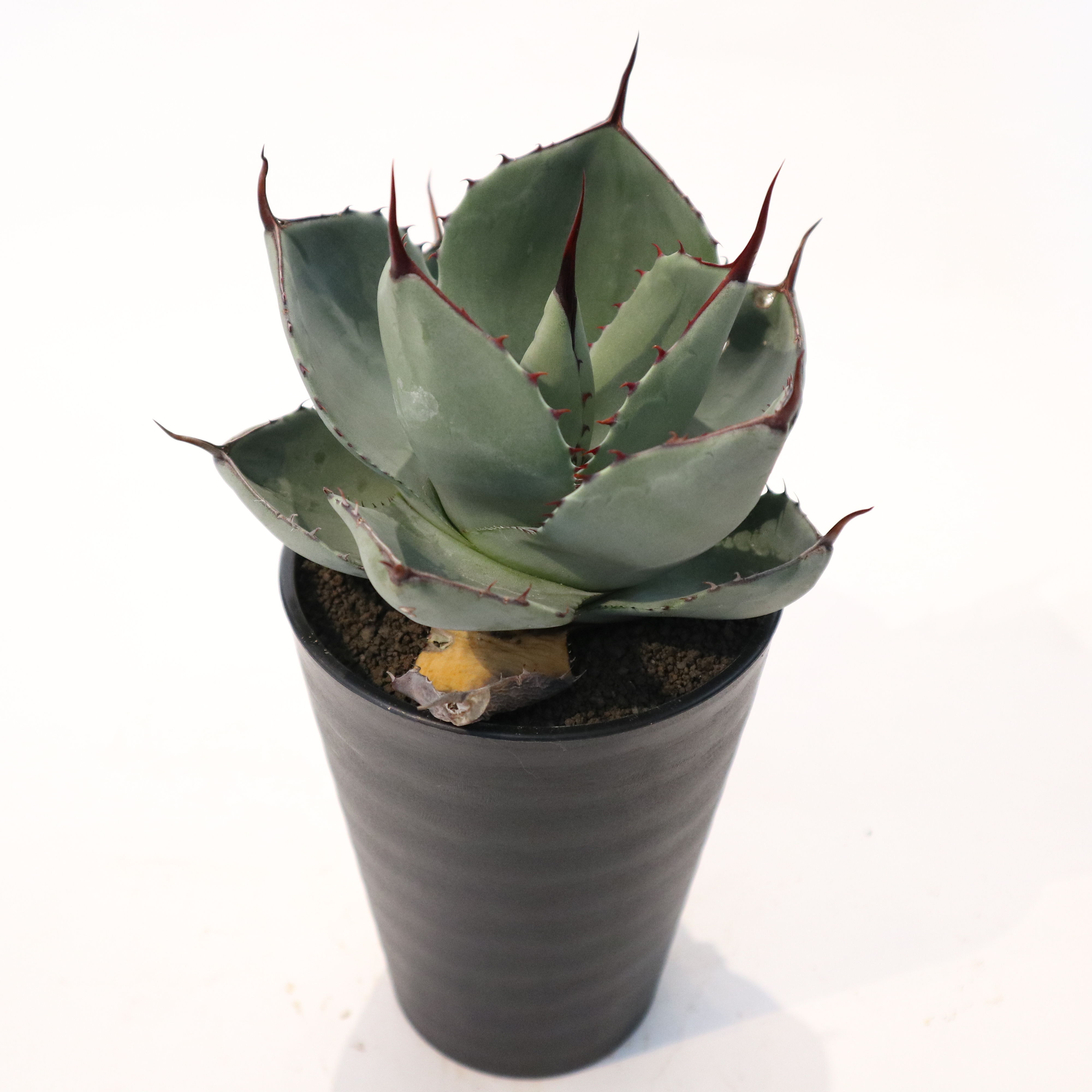 アガベ パリー トランカータ Agave parryi truncata huntington