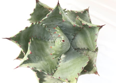 Agave colorata