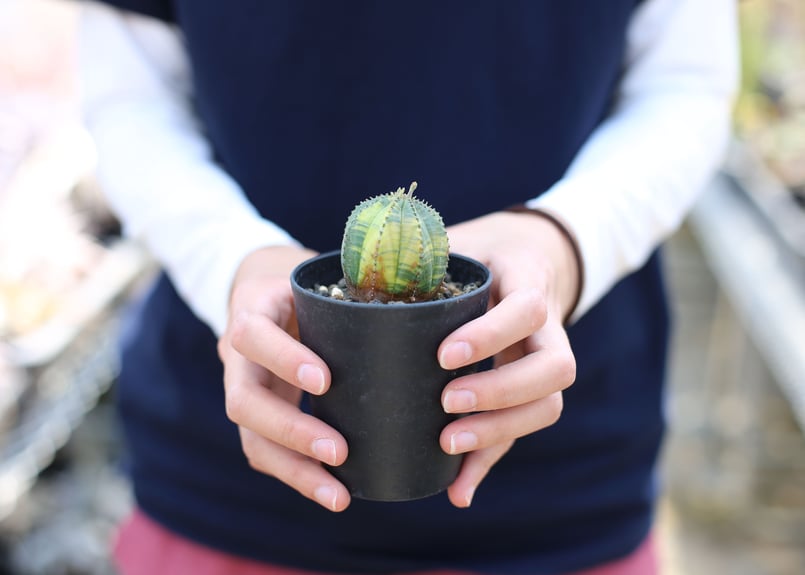 希少 ユーフォルビア オベサ 斑入り ユーフォルビア オベサ 斑入り | mana's farm:塊根植物・アガベ