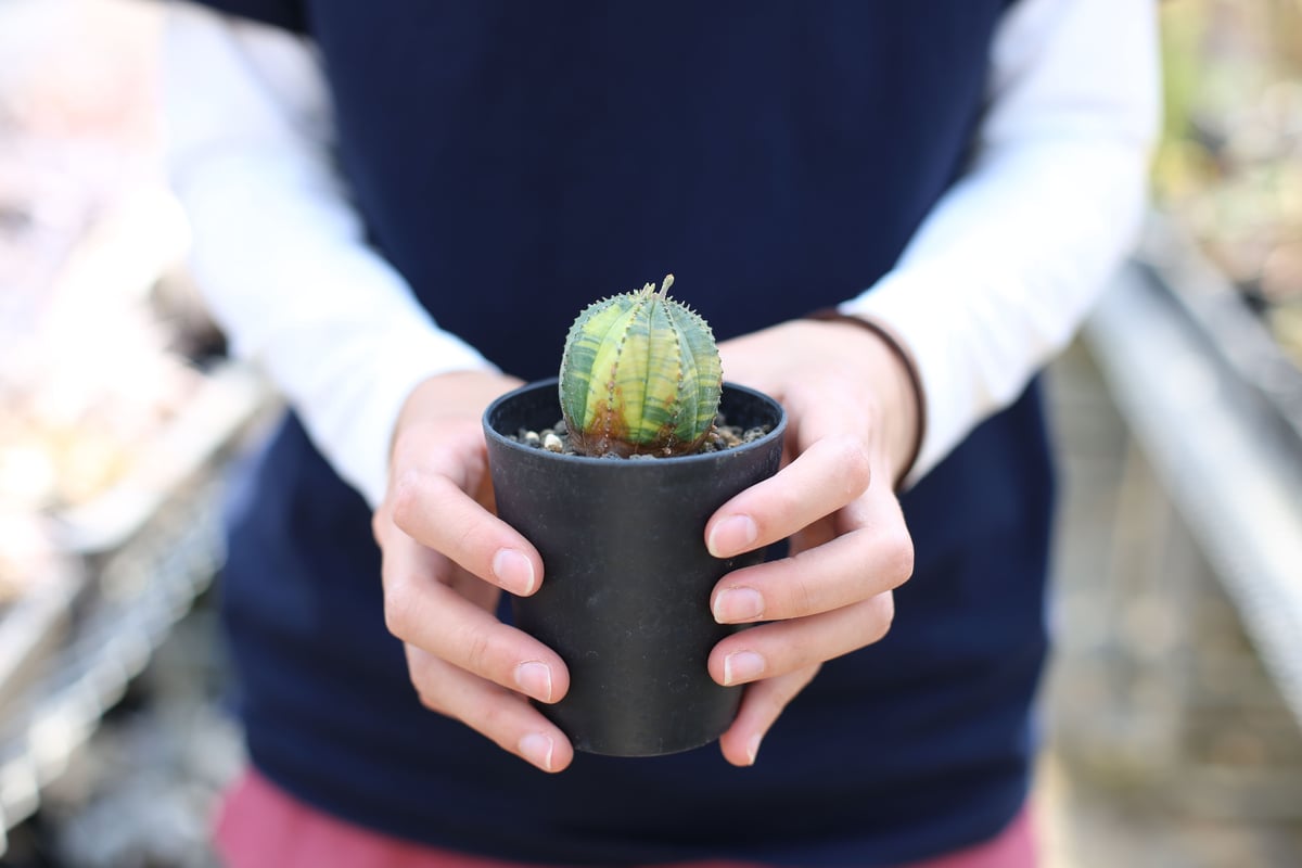 希少 ユーフォルビア オベサ 斑入り ユーフォルビア オベサ 斑入り | mana's farm:塊根植物・アガベ