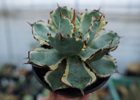 アガベ　兜蟹錦　連棘　Agave isthmensis “Kabutogani” variegata