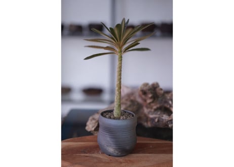 Dorstenia gigas