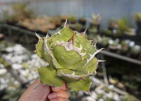 agave titanota 獅子光　lion light No.4