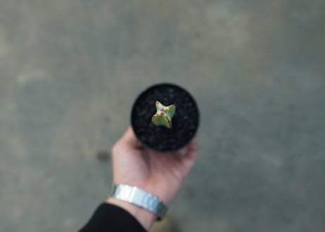 ユーフォルビア　ヘテロクロマ　Euphorbia heterochroma No.2