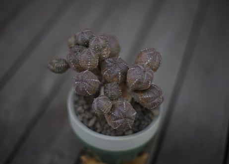 オベサブロウ Euphorbia Obesablow
