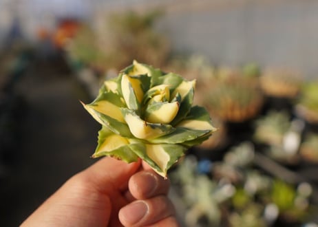 agave 王妃雷神黄中斑 NO.3