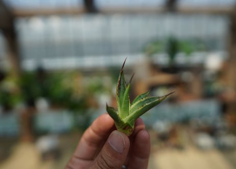 アガベ　サングロー　Agave  Sun Glow No.1