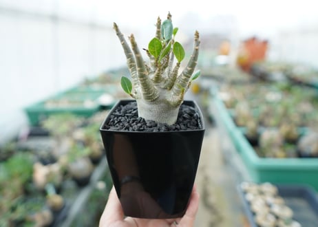 アデニウム　Adenium　No.4