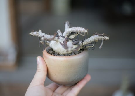 ユーフォルビア キリンドリフォリア Euphorbia cylindrifolia