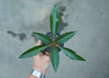 パキポディウム　バロニー　Pachypodium baronii