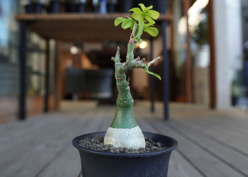 最終値下げ　アデニアグラウカ アデニア グラウカ / Adenia glauca | 塊根植物 小苗専門店 konae