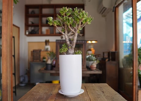 CATEGORY 多肉植物 | mana's green:塊根植物販売|マナズグリーン CATEGORY 多肉植物 | mana's green:塊根植物販売|マナズグリーン