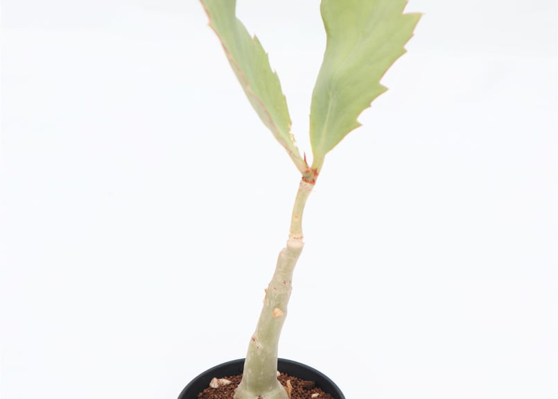 キフォステンマ ユッタエ | mana's farm:塊根植物・アガベ