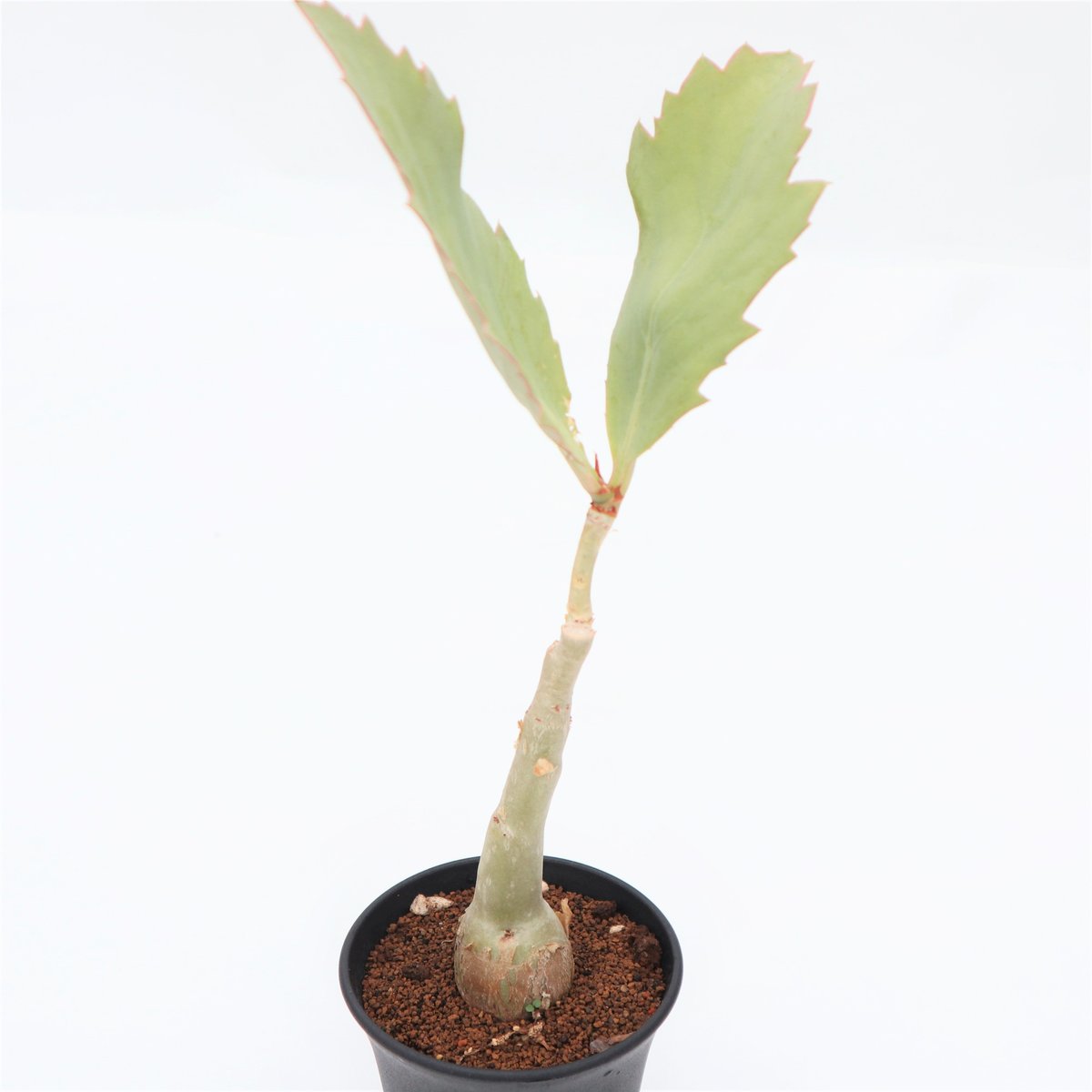 キフォステンマ ユッタエ | mana's green:塊根植物販売|マナズ キフォステンマ ユッタエ | mana's green:塊根植物販売|マナズ