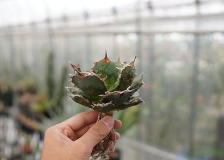 Agave titanota FO-76  F NO.4
