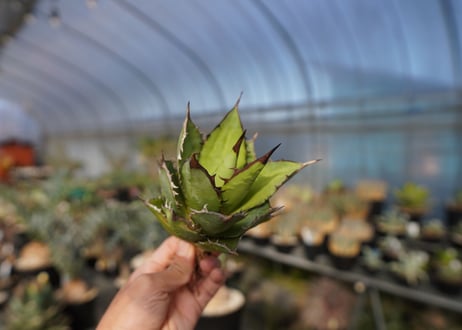 ×agave titanota 剣竜　No.6