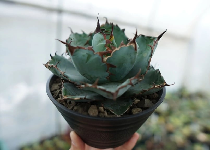 アガベ チタノタ ブラックアンドブルー Agave titanota black and