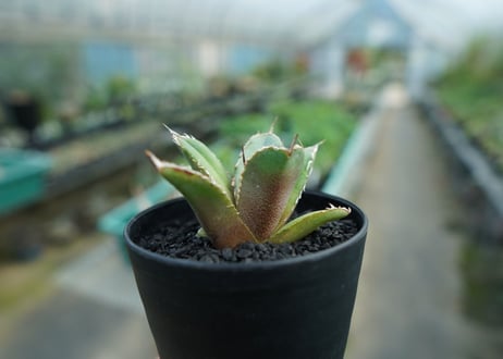 アガベ　チタノタ　FO-76　Agave titanota  FO-76　No.8