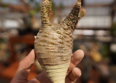 パキポディウム　グラキリス　Pachypodium gracilius　抜き苗　№36
