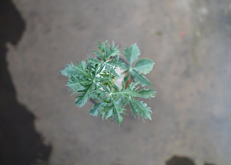 錦珊瑚 　《7》