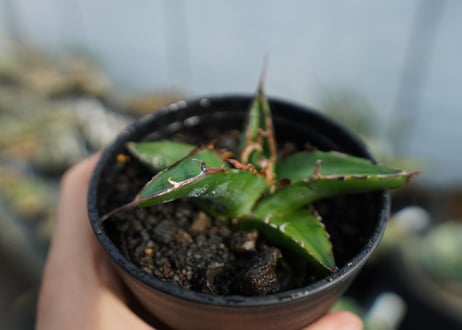 アガベ　オテロイ　agave oteroi　No.3