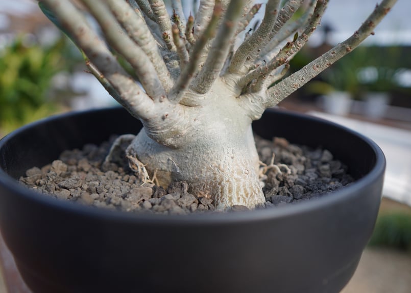 アデニウム オベスム No.1 | mana's farm:塊根植物・アガベ・ドライ