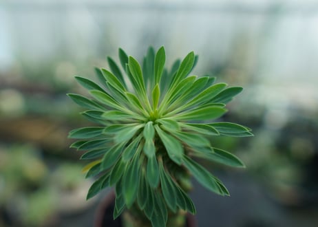 ユーフォルビア　ソテツキリン "パイナップルコーン"　Euphorbia sotetsukirin  No.2