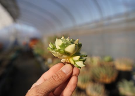 agave 王妃雷神黄中斑 NO.5