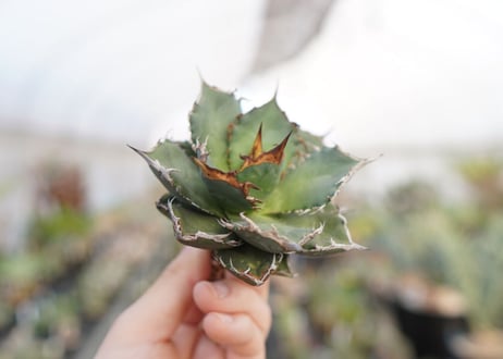 agave titanota  FO-76　No.5